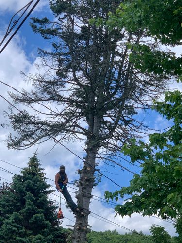 Tree Removal for Benjamin & Sons in Elmira, NY