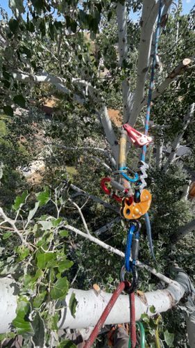 Tree Removal for Elevated Tree Care in Gillette, WY