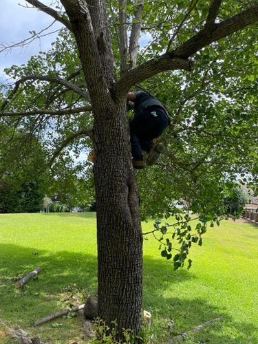 Tree Removal for Rosales Landscaping LLC in Lake Gaston, North Carolina