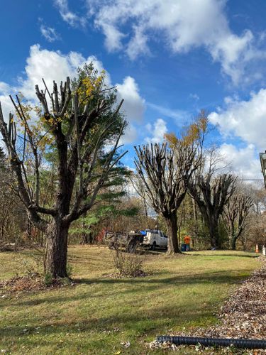 Fall and Spring Clean Up for Atwood’s Tree Care in Liberty,  KY