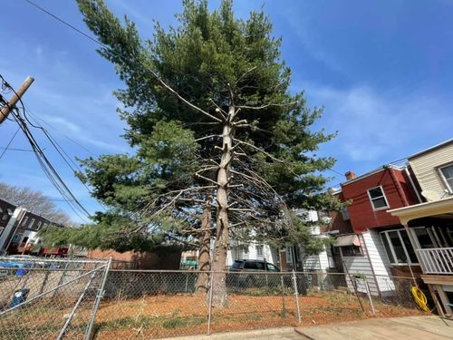 Tree Works for GM Landscaping  Construction LLC in Philadelphia, Pennsylvania