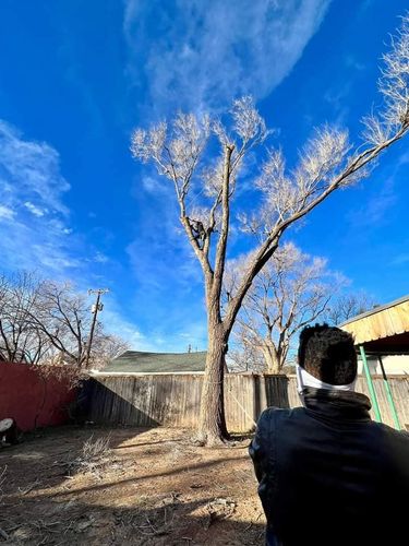 Tree Removal for Tree2Tree Tree Service in Sherman, Texas