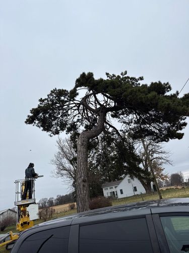Tree Removal for Fransen's Tree Service  in Freeport, IL