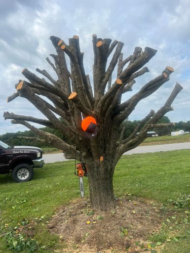 All Photos for ABC Tree Service in Dobson, NC