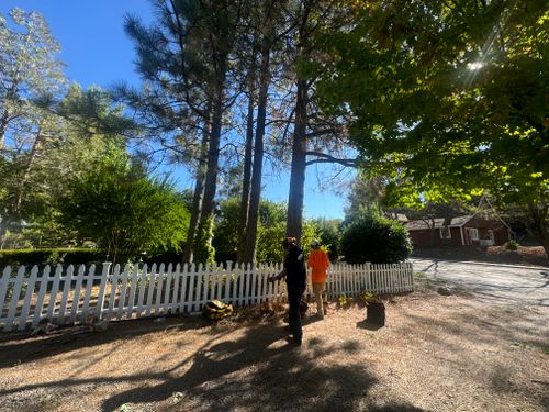 Tree Removal for The Tree Fairy in Temecula, CA