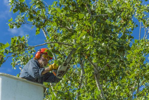 Tree Removal for Big Island Coconut Company in Pilialoha, HI