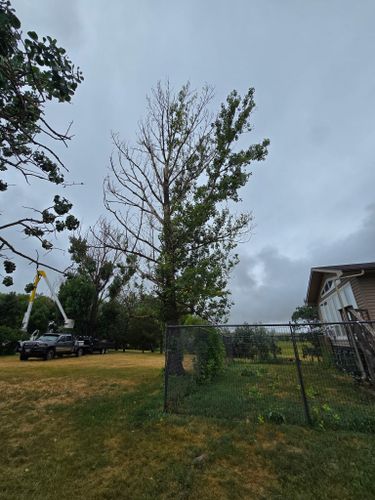  for Two Fellers Tree Service in Buffalo, WY