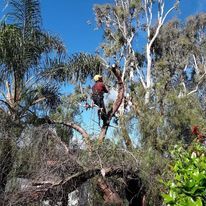 Tree Removal for The Tree Fairy in Temecula, CA
