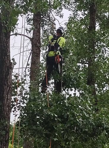 Residential / Commercial Tree Services for TH Property Service, LLC in Manlius, NY