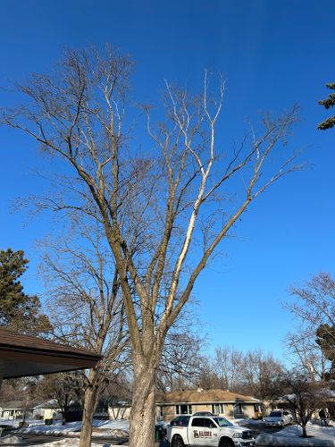 Tree Trimming for Allstate Tree Service and Crane in Spring Lake Park, MN