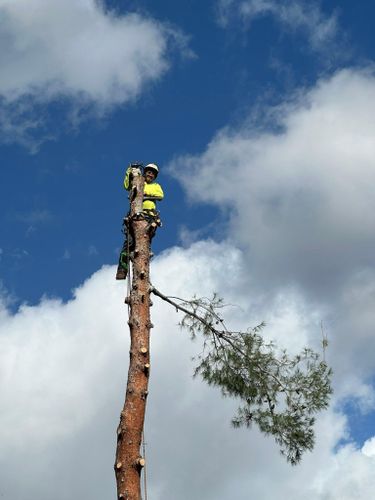 Tree Removal for The Tree Fairy in Julian, CA