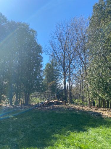 Tree Removal for Bear Creek Tree Service LLC in Rudyard, MI