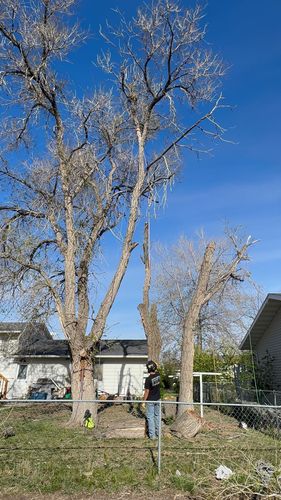 Tree Removal for Elevated Tree Care in Gillette, WY