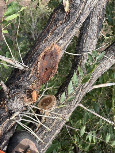 Tree Removal for Elevated Tree Care in Gillette, WY