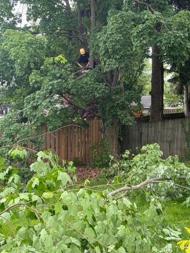 Tree Trimming for Down To Earth Tree Service, LLC in Westlake, OH