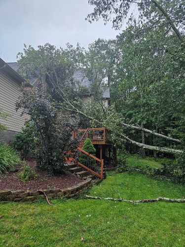 All Photos for AAA Tree Cutting in Shavertown, PA