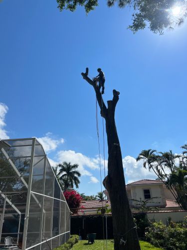 Crane Removals for Adam's Tree and Stump Care in Sarasota, FL