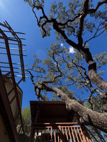 Tree Removal for A1 Junk & Tree Solutions, LLC in Paso Robles, CA