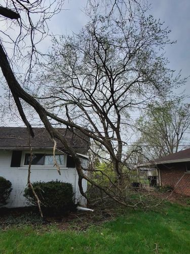 All Photos for Pro Tree Trim & Removal, Llc in Dayton, OH