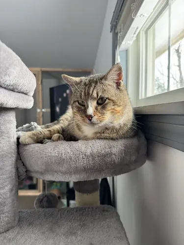 Lewy for Sullivan Sanctuary of Maine in Brunswick, ME