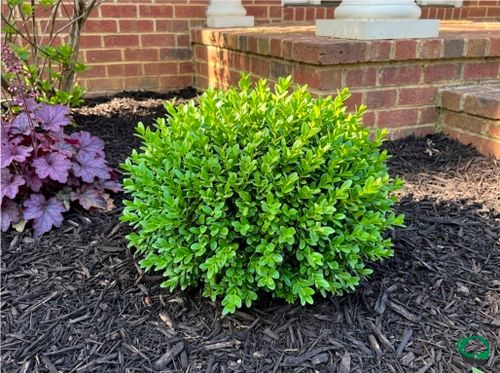 All Photos for Green Brothers Tree Services in Blacksburg, VA