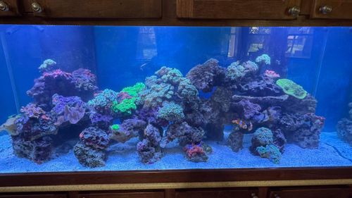 Aquarium Maintenance for Aquariums by Sharyn in The State of Florida, FL
