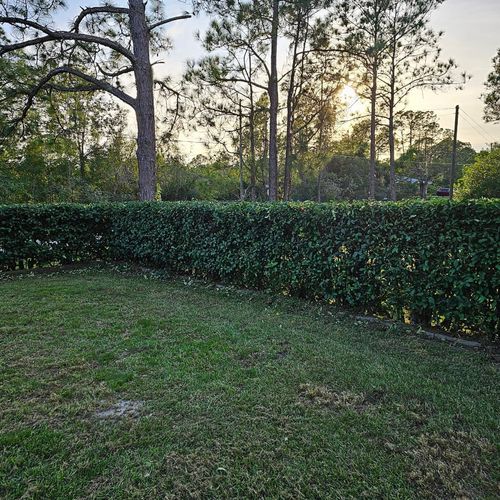 Tree and Hedge Care for Above the Lawn Cuts in Sebring, FL