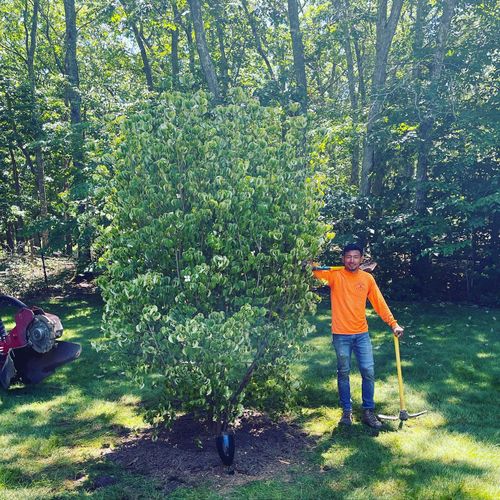 Tree Removal for Clovis Outdoor Services in Stony Brook, New York