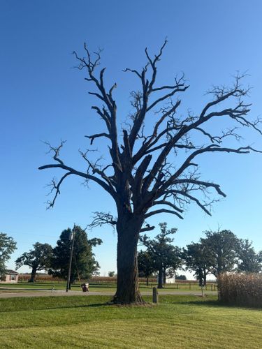  for Dig-It Tree Company in , 