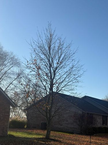  for Dig-It Tree Company in Mason, OH