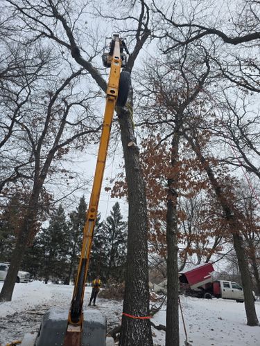 Tree Trimming for K and Z Tree Care in Isanti County, MN