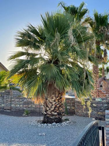 All Photos for Oliver L. Palm & Tree services in Yuma, AZ