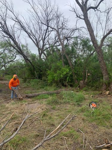 Tree Pruning for Braun Tree Service in Cameron, TX