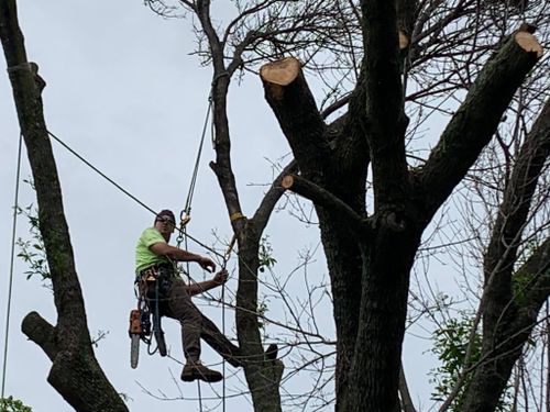  for TLC Professional Tree Service in Fort Worth, TX