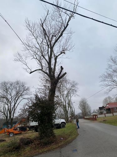 Fall and Spring Clean Up for Atwood’s Tree Care in Liberty,  KY