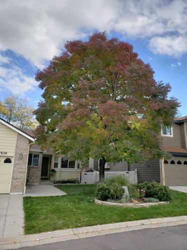 Tree Pruning & Removal for Beetle Busters LLC in Centennial, CO