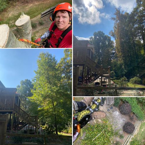 Tree Removal for Pinedown LLC in Cherokee County, GA