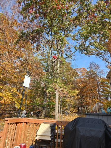Tree Removal for W D Giampa Lawns and Landscape Inc. in Manassas, VA