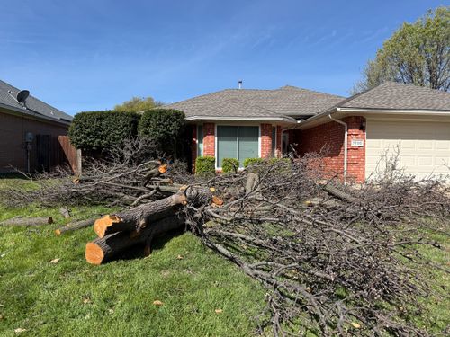Tree Removal for Blu-J Tree Care in Arlington, TX