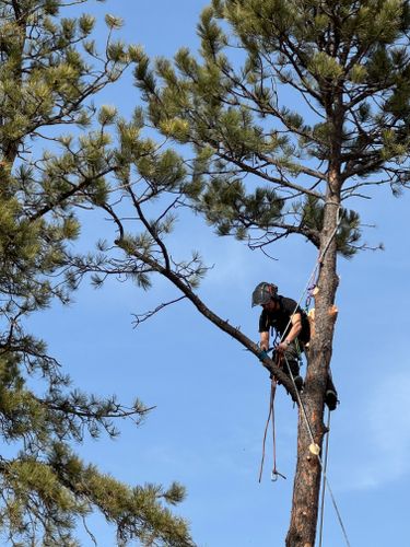 Tree Removal for Elevated Tree Care in Gillette, WY
