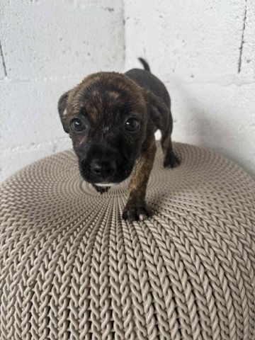 Animal Sanctuary for Sullivan Sanctuary of Maine in Brunswick, ME