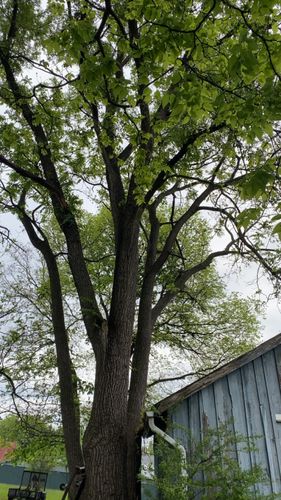 All Photos for Gray's Tree Service  in Shenandoah County, VA