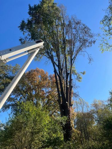 All Photos for ABC Tree Service in Dobson, NC
