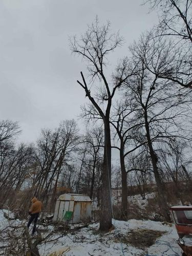 Tree Removal for Highborn Tree Service in Wheatfield, IN