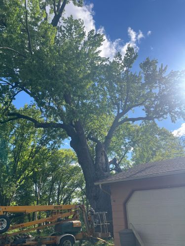 Tree Trimming for K and Z Tree Care in Isanti County, MN