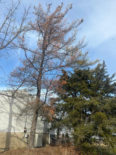  for Dig-It Tree Company in Mason, OH