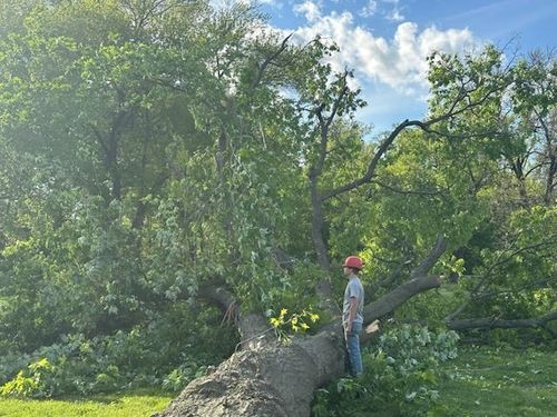 Tree Removal for Hendricks Tree Service in Belleville, IL