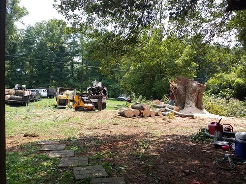 Tree Removal for Mario's Tree Service in Richmond, VA