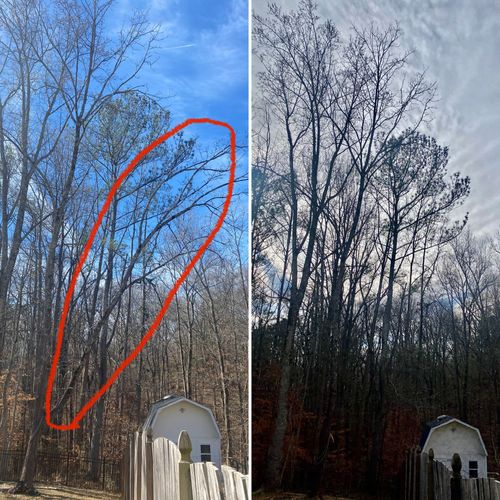 Pruning  for Pinedown LLC in Cherokee County, GA