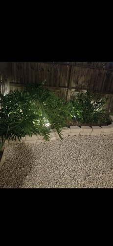  for Sparkling City Outdoor Designs in Corpus Christi, TX